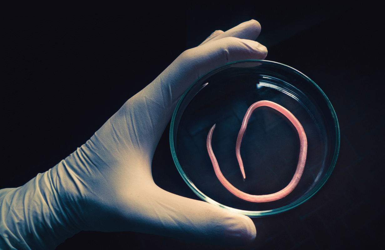Does Fenbendazole kill parasites in humans?